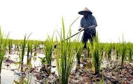 KABINET KERJA: KTNA Usulkan Menteri Pertanian Beri Subsidi Pestisida